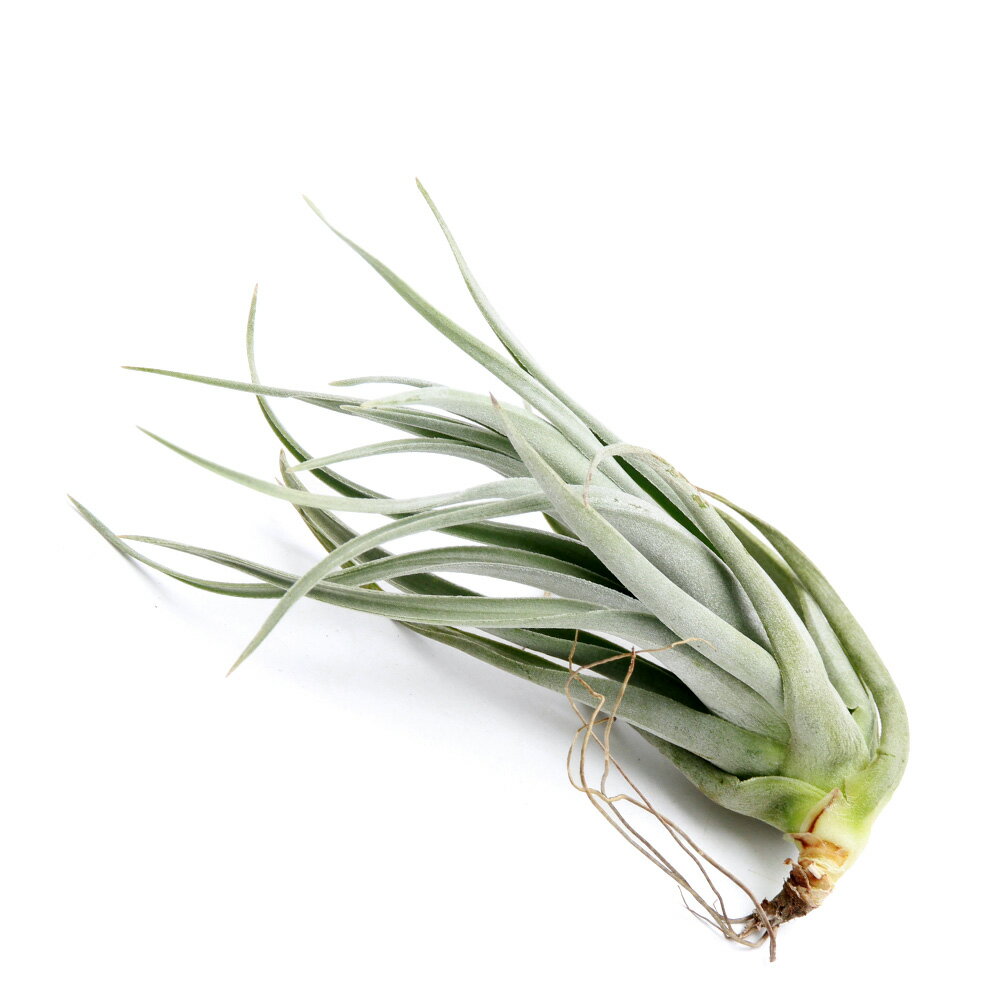 （観葉植物）一点物 エアープランツ レオナミアーナ ディープレッド（1株）