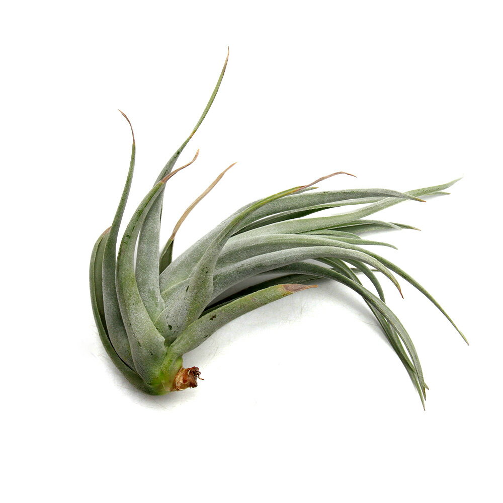 （観葉植物）一点物 エアープランツ レオナミアーナ ディープレッド（1株）