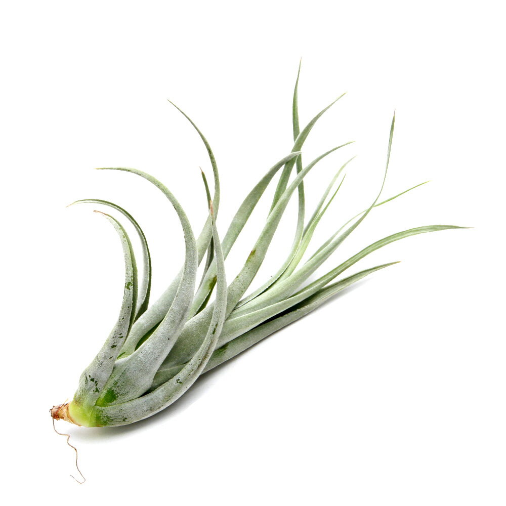 �ʴ��տ�ʪ�˰���ʪ���������ץ��ġ��쥪�ʥߥ����ʡ��ǥ����ץ�åɡ�1����