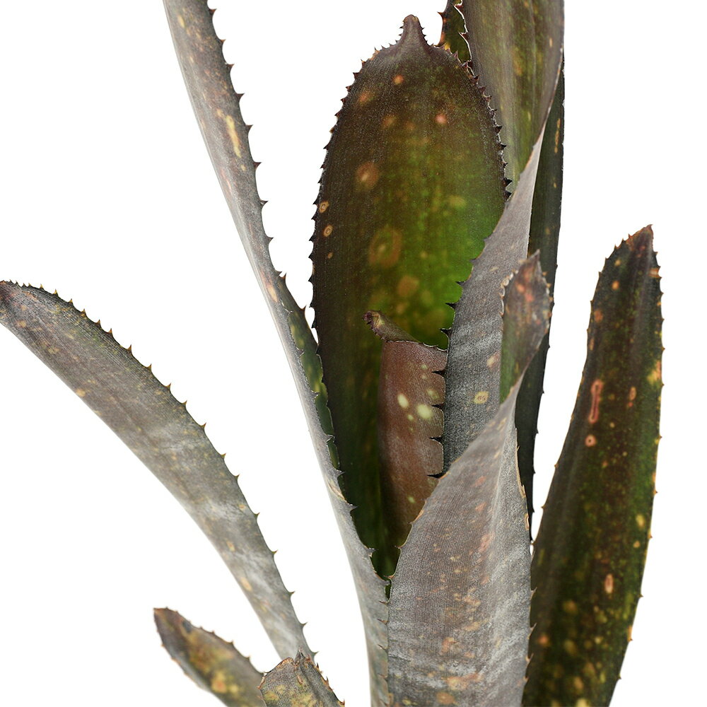 （観葉植物）一点物 ビルベルギア コーラン アポカリプティック×コーラン クランチ（1株）