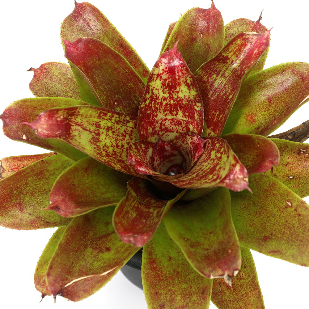 （観葉植物）ネオレゲリア　J．S　レッド　コンパクト　3号（1株）