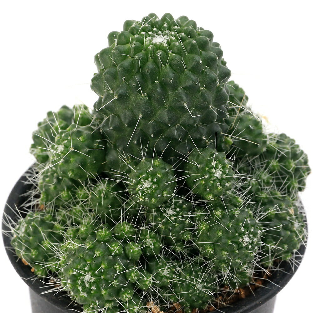 サボテンマミラリアピコモンスト3号