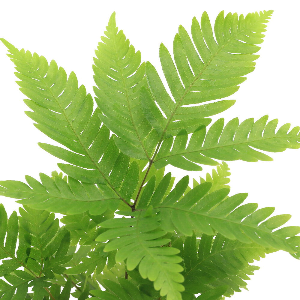 （観葉植物）プテリス　フォーレイ　3号（1ポット）　シダ植物