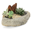 (観葉植物)おまかせハオルチアとプチ多肉の寄せ植え 白溶岩石植え Sサイズ(1鉢)溶岩砂 バーク おしゃれ プレゼント