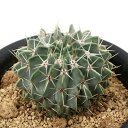 (多肉植物)サボテン パロディア ブイニンギー 3号(1鉢)