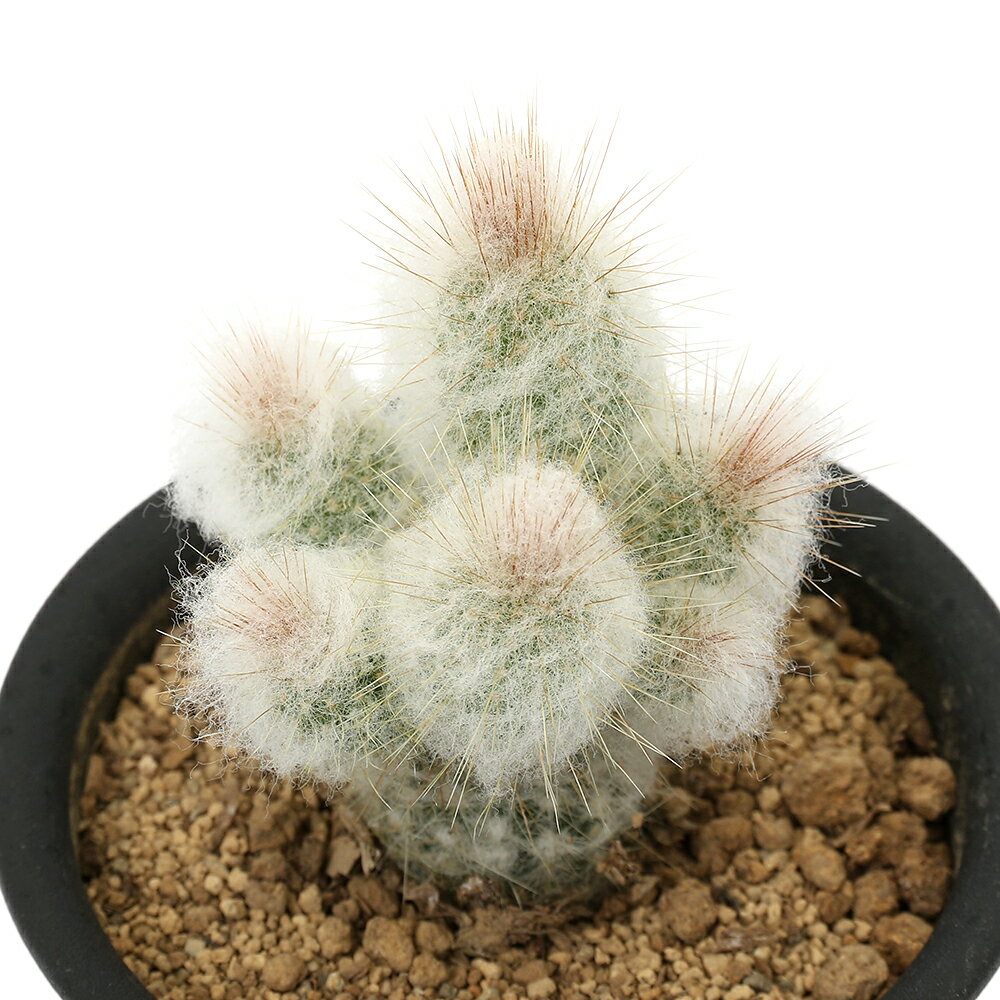 （多肉植物）サボテン　エスポストプシス　ディボースキー　3号（1鉢）