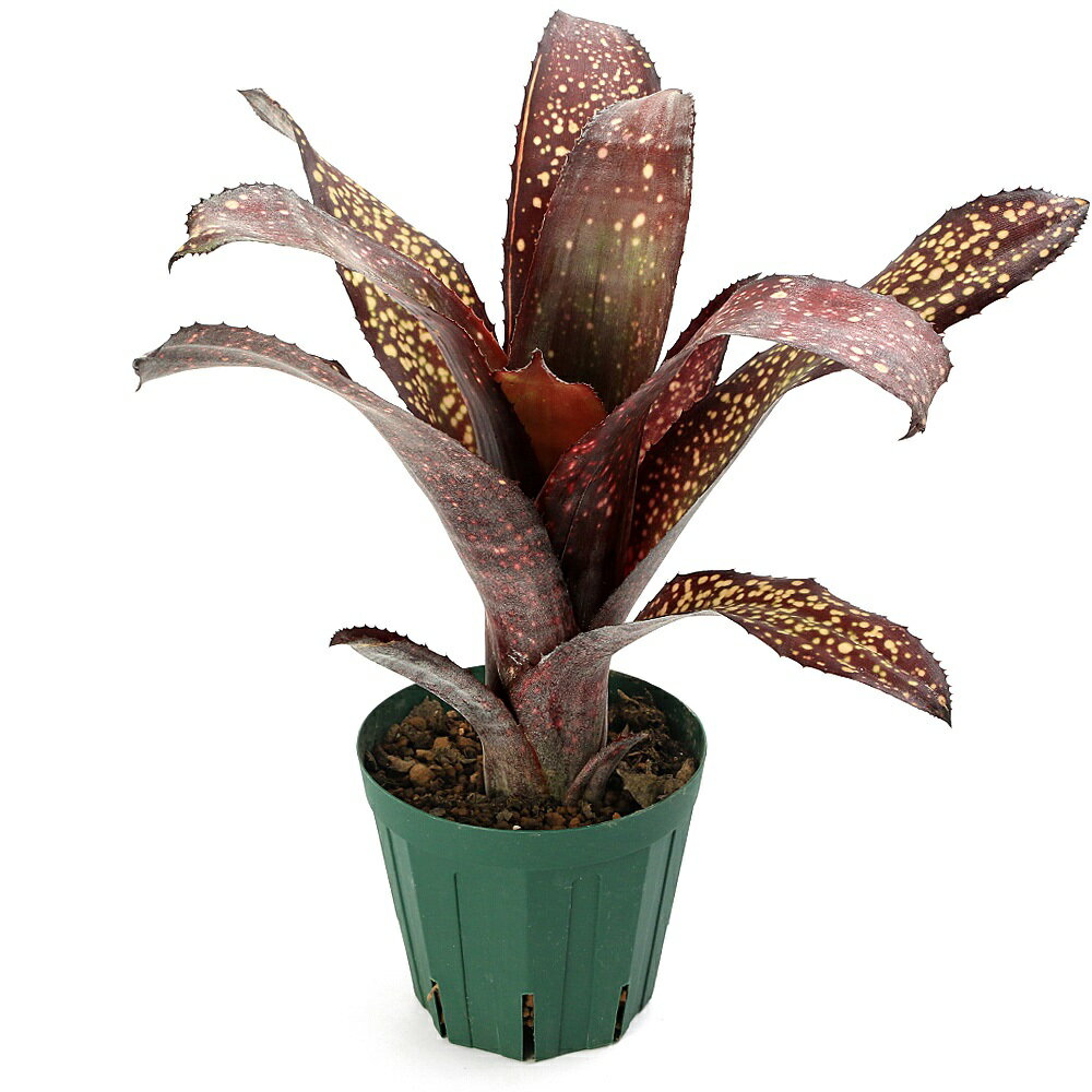 （観葉植物）ビルベルギア マミーB 4号（1鉢）