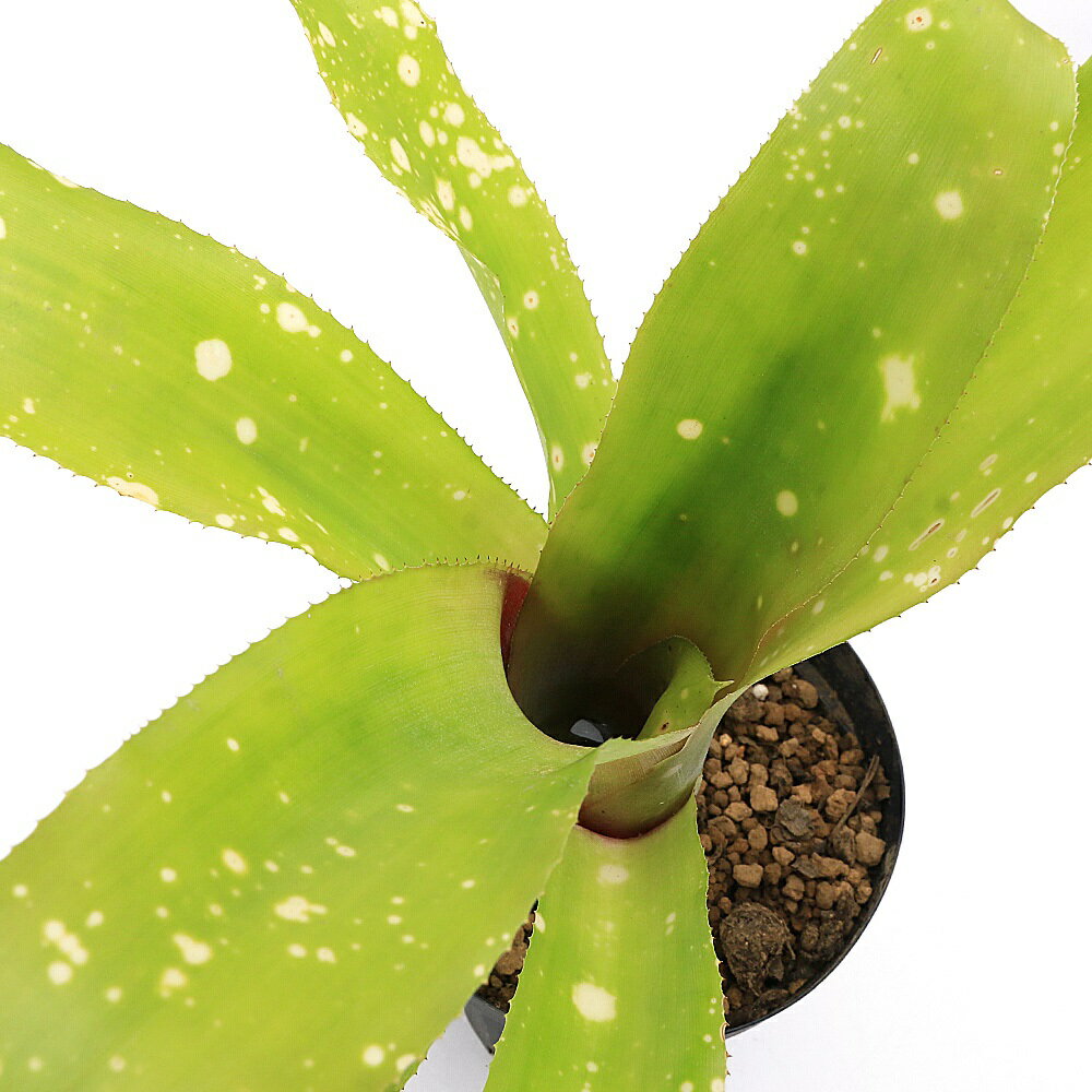 （観葉植物）ビルベルギア フィエスタ 4号（1鉢）