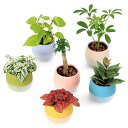 (観葉植物)土を使わないハイドロカルチャー 品種・鉢色おまかせ (3個) 鉢植え おしゃれ 室内 プレゼント
