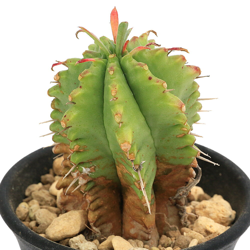 （多肉植物）ユーフォルビア　笹蟹丸（ささがにまる）　2〜2．5号（1鉢）