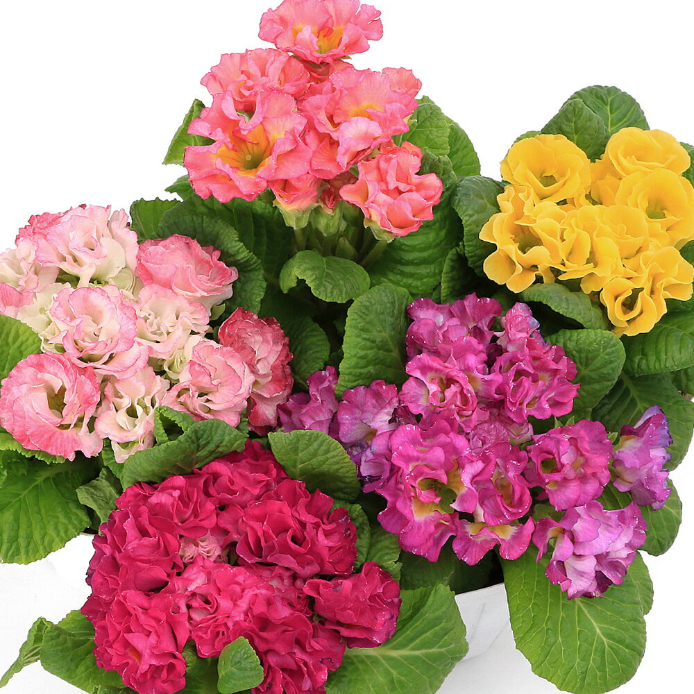 （観葉植物）プリムラ　ジュリアン　モンシュシュ　3号（1ポット）のサムネイル