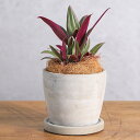 (観葉植物)ムラサキオモト セメントポット ラウンドS(1鉢) 受皿付き!ココヤシファイバー 観葉植物 おしゃれ 卓上サイズ