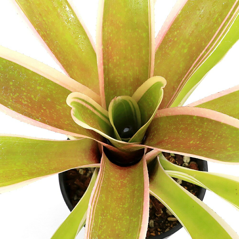 白鸡油（白腊树） - （観葉植物）ネオレゲリア　’スコタックズ　シェバ’　4号（1株）タンクブロメリア
