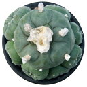 (多肉植物)一点物 サボテン ロフォフォラ 翠冠玉 4号(1鉢)