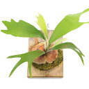 (観葉植物)一点物 ビカクシダ (ヴィーチー×マウントルイス)”ライディーン” スポア 板付け(1株)(353044)