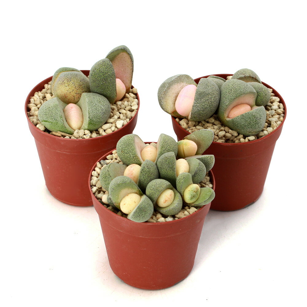 （多肉植物）メセン　プレイオスピロス　令和の桃太郎　2．5号（1鉢）のサムネイル