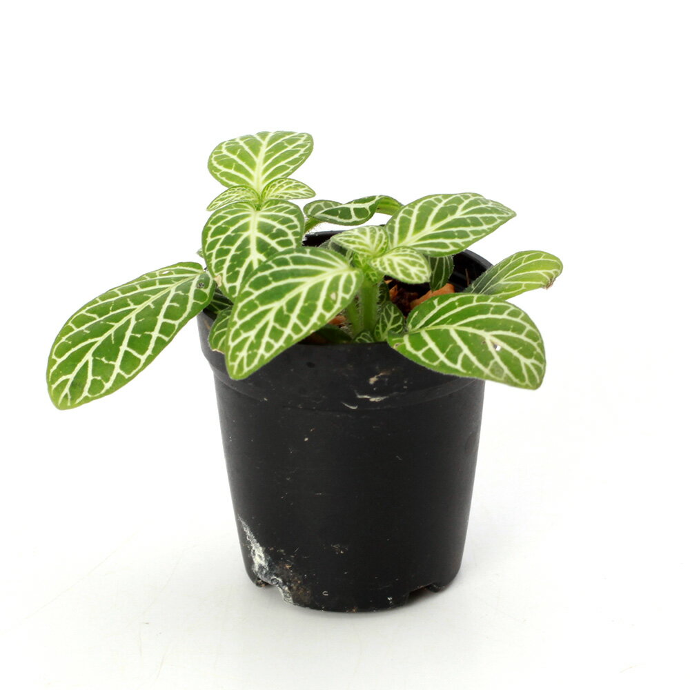 （観葉植物）ビバリウムプランツ フィットニア 白系 品種記載なし 3cmポット（1ポット）