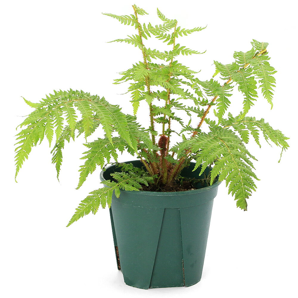 楽天市場】ヘゴの木(観葉植物|花・観葉植物):花・ガーデン 楽天市場】ヘゴの木(観葉植物|花・観葉植物):花・ガーデン