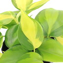 (観葉植物)フィロデンドロン オキシカラジュームブラジル 3号(1ポット)
