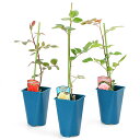 (観葉植物)バラ 世界殿堂入りローズ(品種おまかせ) 4号(1鉢)