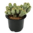 (多肉植物)一点物 ユーフォルビア ペルドルシアナ 斑入り 3号(1鉢)(353169)