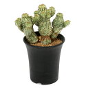 (多肉植物)一点物 ユーフォルビア ペルドルシアナ 斑入り 3.5号(1鉢)(353170)