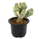 (多肉植物)一点物 ユーフォルビア ペルドルシアナ 斑入り 3号(1鉢)(353171)