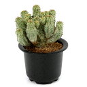 (多肉植物)一点物 ユーフォルビア ペルドルシアナ 斑入り 3号(1鉢)(353173)