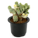 (多肉植物)一点物 ユーフォルビア ペルドルシアナ 斑入り 3号(1鉢)(353175)
