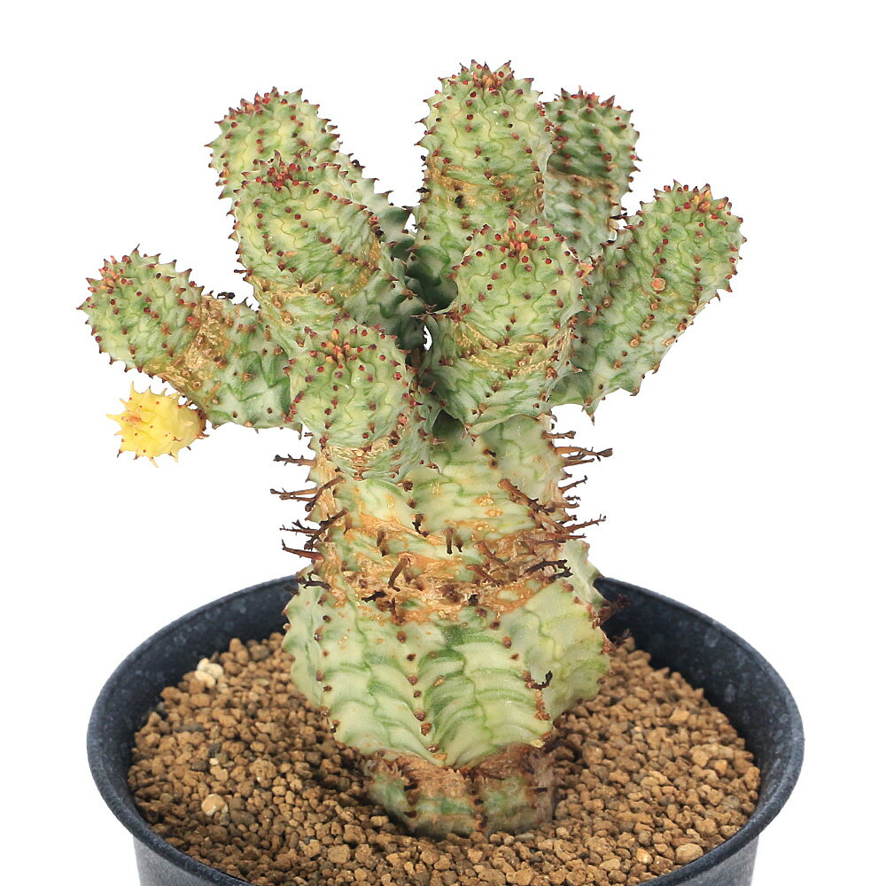 （多肉植物）ユーフォルビア ペルドルシアナ 斑入り 2．5～3号（1鉢）