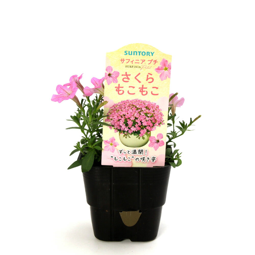 （観葉植物）サントリー　サフィニア　プチ　さくらもこもこ　3．5号（1ポット）