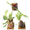 (観葉植物)訳あり!コウモリラン ビカクシダ 板付け 小 品種記載なし(1個)