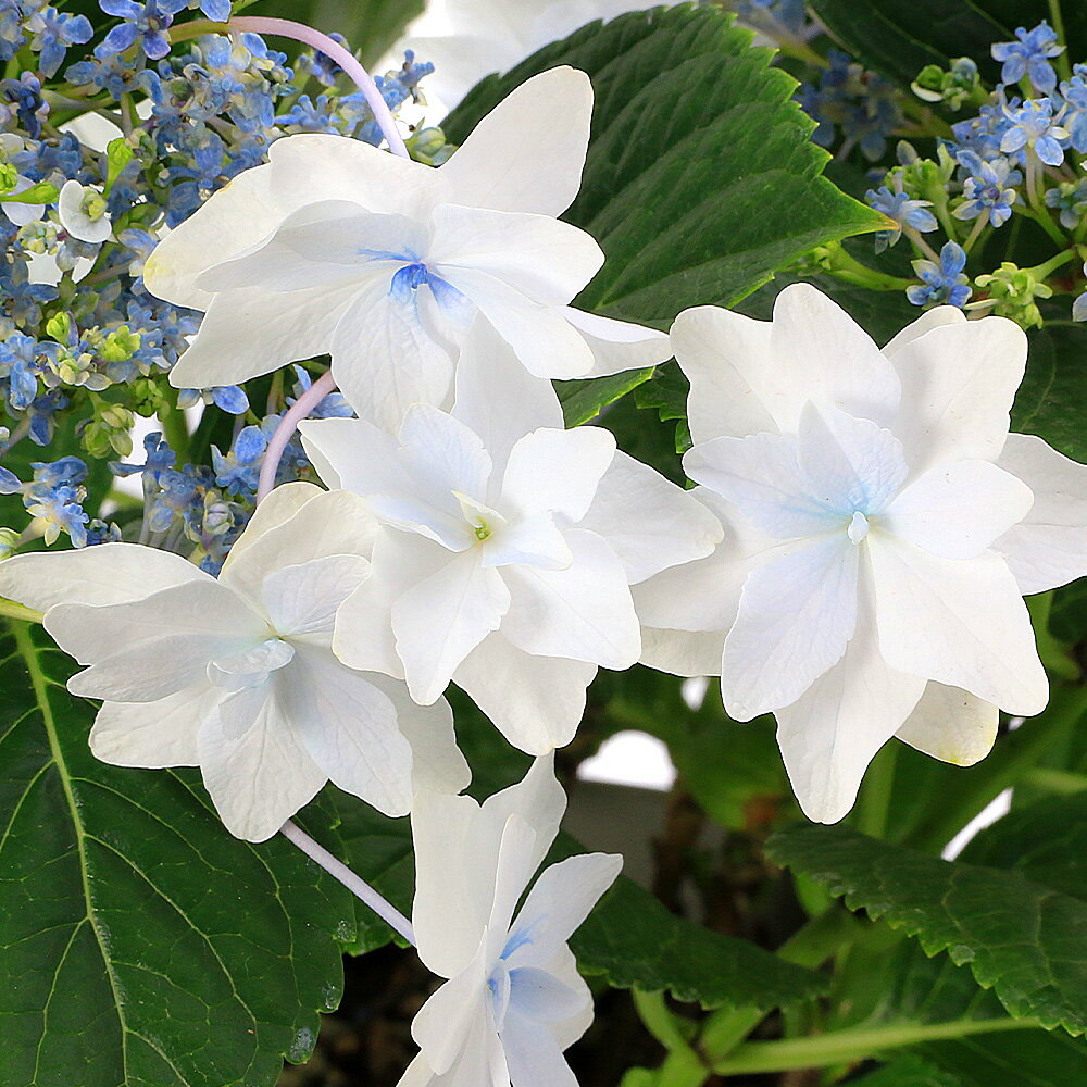 楽天市場】紫陽花 隅田の花火の通販 楽天市場】紫陽花 隅田の花火の通販