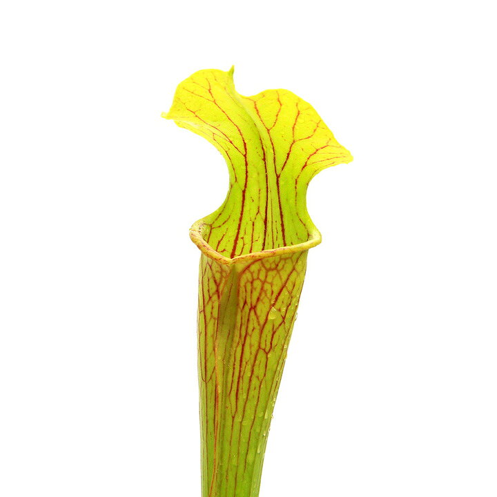 商品画像3