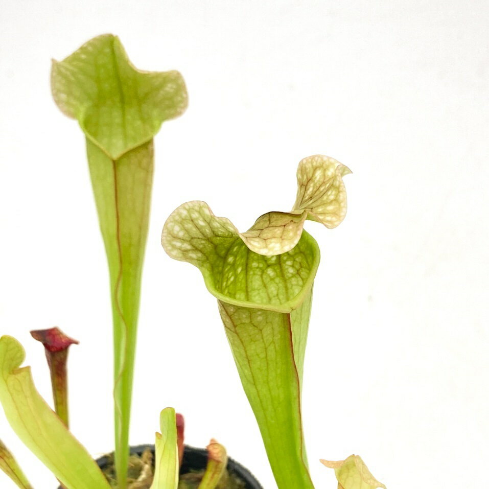 （食虫植物）サラセニア ベルベット 2号（1ポット）