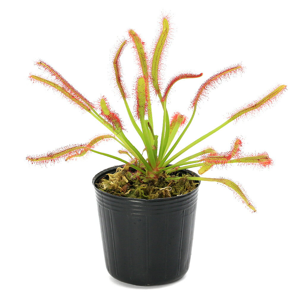 モウセンゴケドロセラカペンシス2号