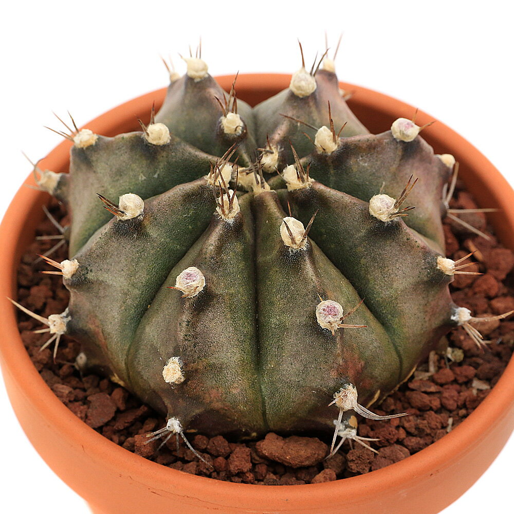 （多肉植物）素焼鉢　サボテン　ギムノカリキウム　牡丹玉（ボタンダマ）　3号（1鉢）のサムネイル