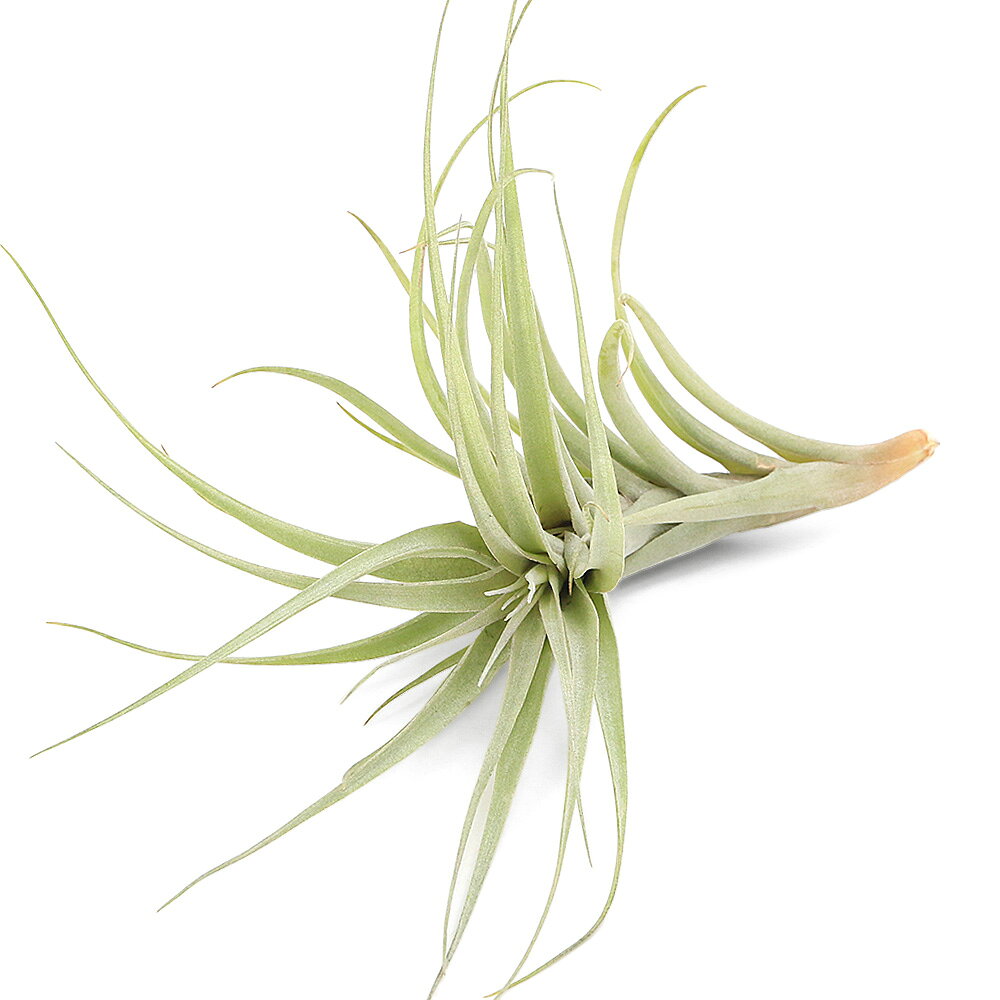 （観葉植物）エアープランツ　チランジア　キエロエンシス　Mサイズ（1株）