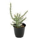 (多肉植物)一点物 ユーフォルビア シザカンサ 2.5号(1鉢)