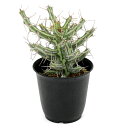 (多肉植物)一点物 ユーフォルビア シザカンサ 2.5号(1鉢)