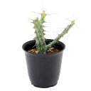 (多肉植物)一点物 ユーフォルビア シザカンサ 2.5号(1鉢)