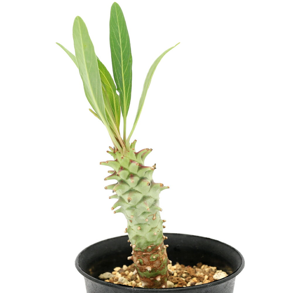 （多肉植物）一点物 ユーフォルビア ロンギツベルクローサ 3号（1鉢）