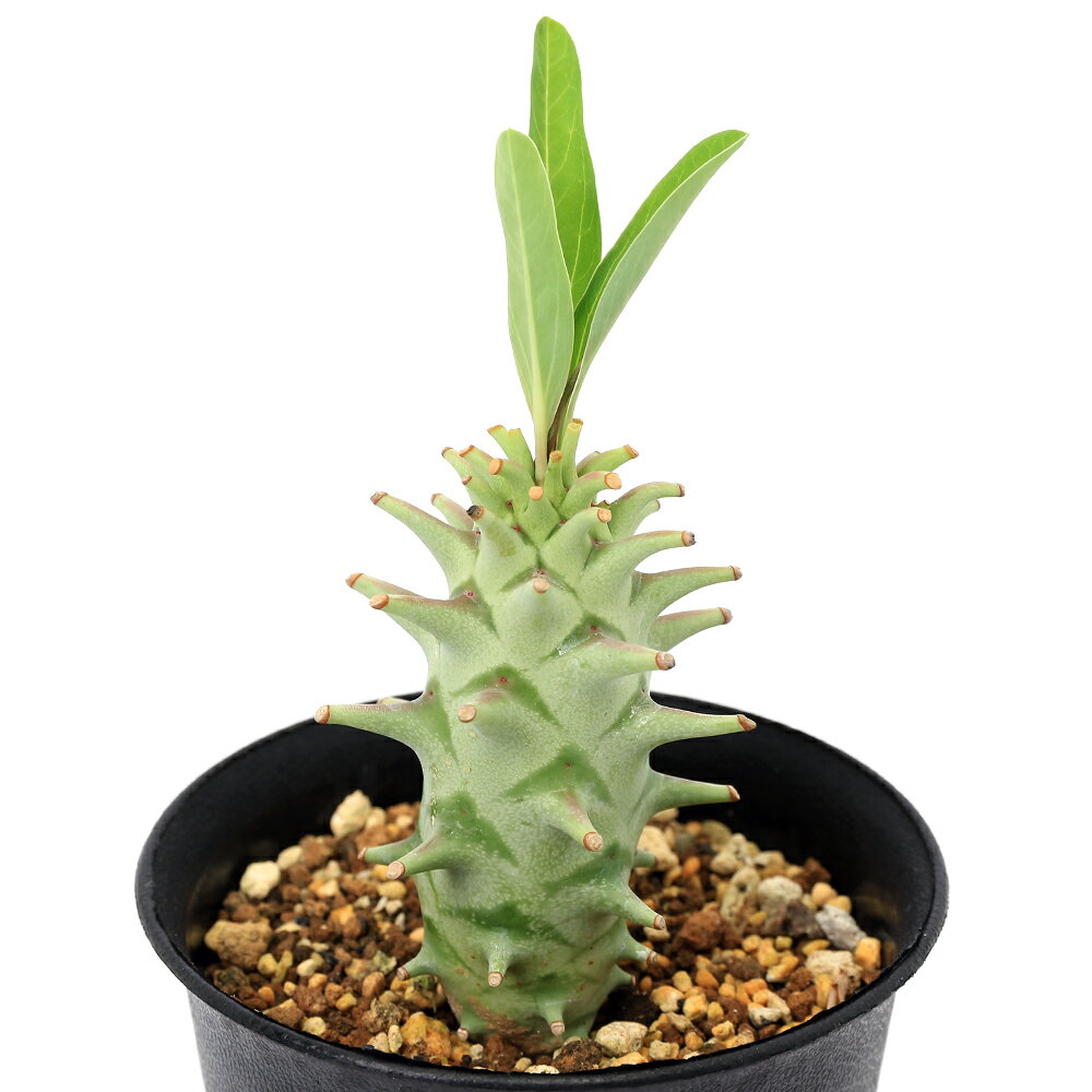 （多肉植物）一点物 ユーフォルビア ロンギツベルクローサ 3号（1鉢）