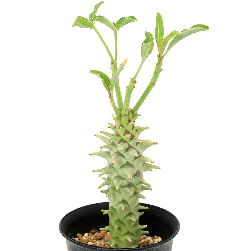 （多肉植物）一点物 ユーフォルビア ロンギツベルクローサ 3号（1鉢）