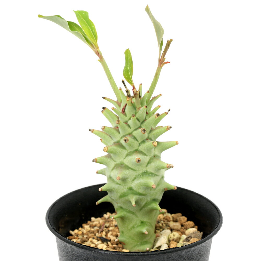 （多肉植物）一点物 ユーフォルビア ロンギツベルクローサ 3号（1鉢）