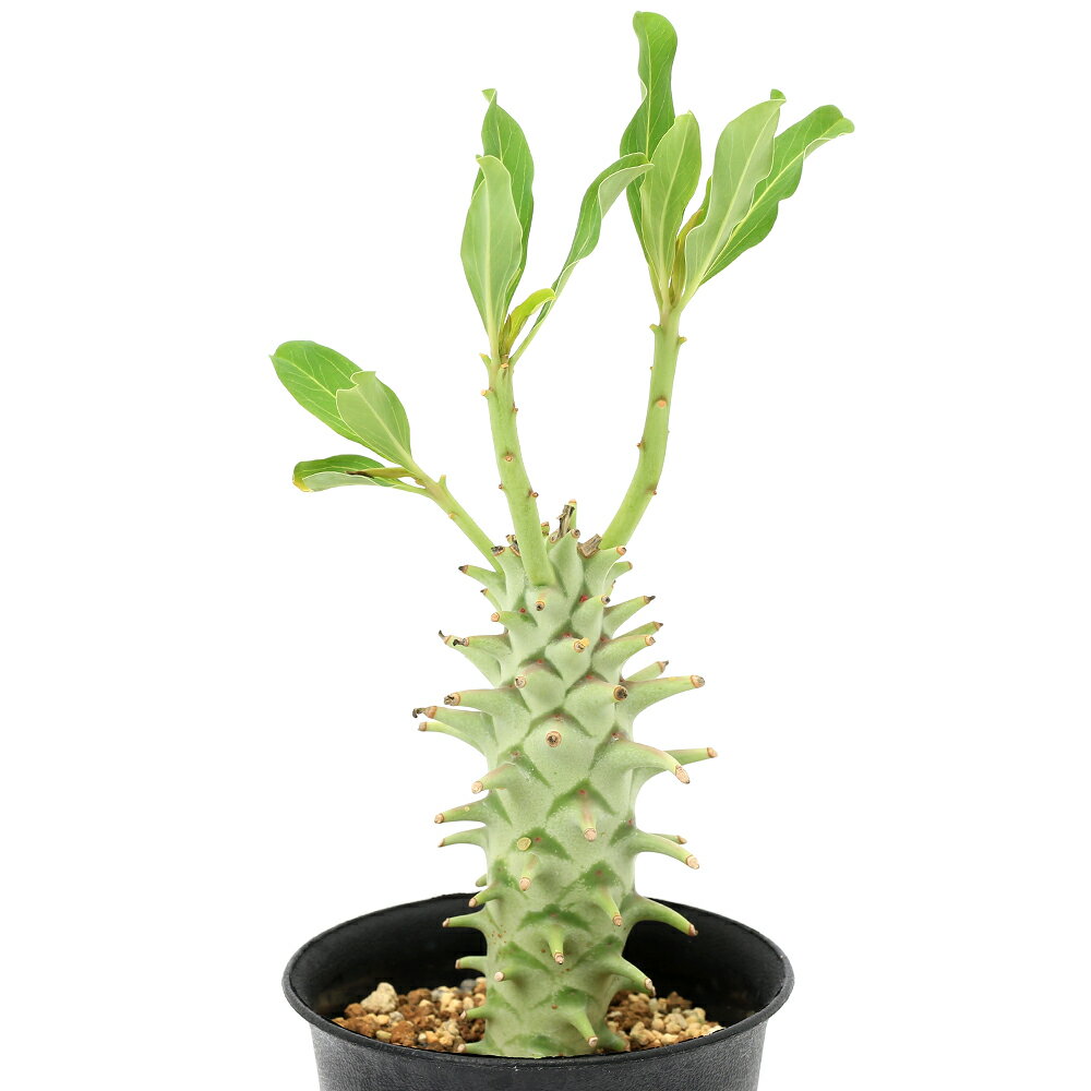 （多肉植物）一点物 ユーフォルビア ロンギツベルクローサ 3号（1鉢）