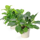 (観葉植物)剪定済みアジサイ 5号 品種記載なし(1鉢)