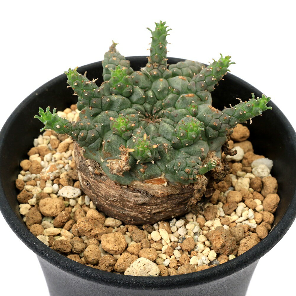 （多肉植物）一点物 ユーフォルビア ガトベルゲンシス 3．5号（1鉢）