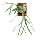 (観葉植物)一点物 ビカクシダ モンキーノース 板付け(1株) 関東当日便