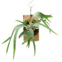 (観葉植物)一点物 ビカクシダ ラナ 板付け(1株) 関東当日便